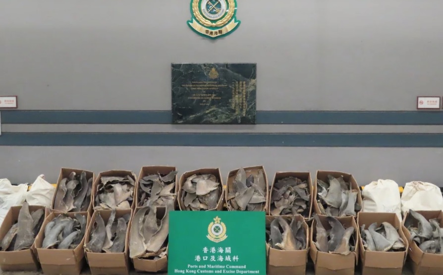 هونغ كونغ "تفضح" تهريب شحنة من زعانف أسماك القرش من المغرب