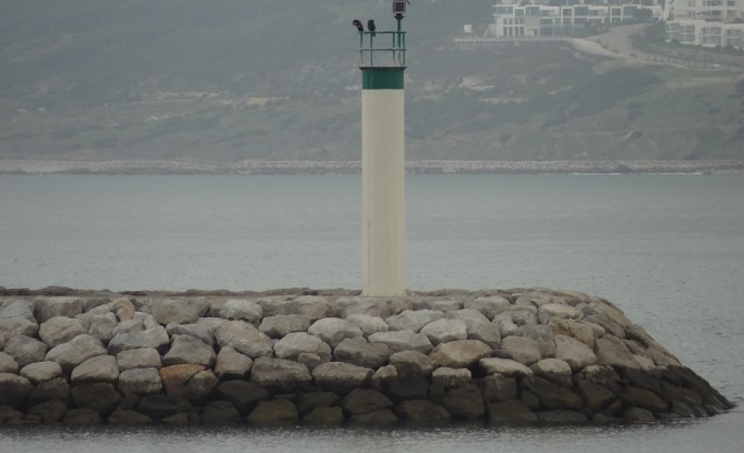  ظهور "قنديل البحر المزيف" في الشواطئ  المغربية 