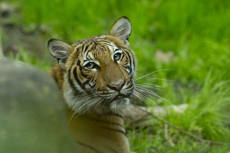  إصابة نمر في حديقة حيوانات أمريكية بـ "كورونا" 