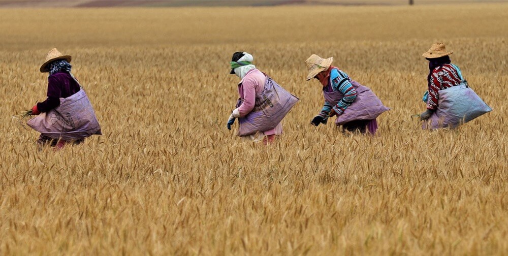  شكايات لِبسطاء الفلاحين والصيادين حول "صواب" حرمانهم من الدعم 