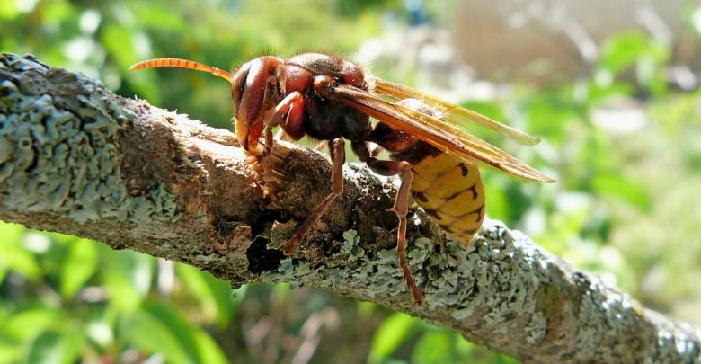وصل إلى "أعتاب" المغرب.. الدبور العملاق يقتل البشر ويمحو مستعمرات النحل