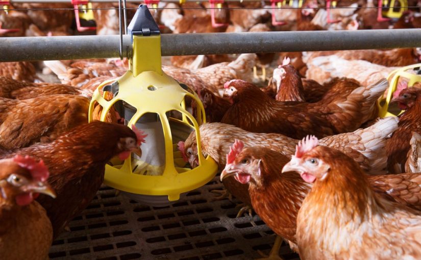 خطير.. تسويق دجاج غير مرخص له في غفلة من وزارة الفلاحة و"أونسا"