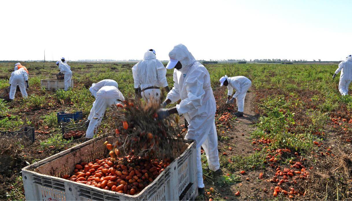  كورونا تدفع إيطاليا لتسوي وضعية آلاف العمال الغير الشرعيين في قطاع الفلاحة 