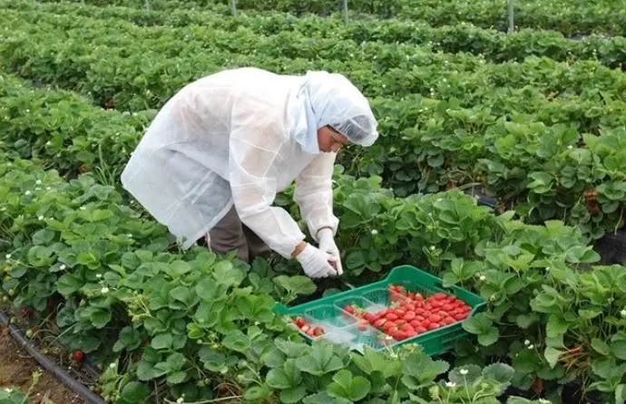 حزب vox يعود لاستهداف عاملات الفروالة المغربيات بـ"مقترح عنصري"