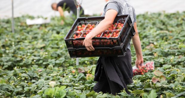  أرسلهن المغرب ثم نسيهن.. إسبانيا تعرض فحص عاملات الفراولة لإنهاء معاناتهن 