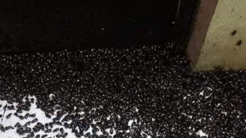 أسراب من الحشرات تجتاح لبنان... وحالة من الذعر تسود البلاد