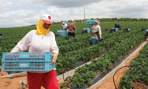  على بعد أسبوعين من انتهاء تأشيراتهن.. المغرب يعيد 7 عاملات فراولة فقط من أصل 7028 