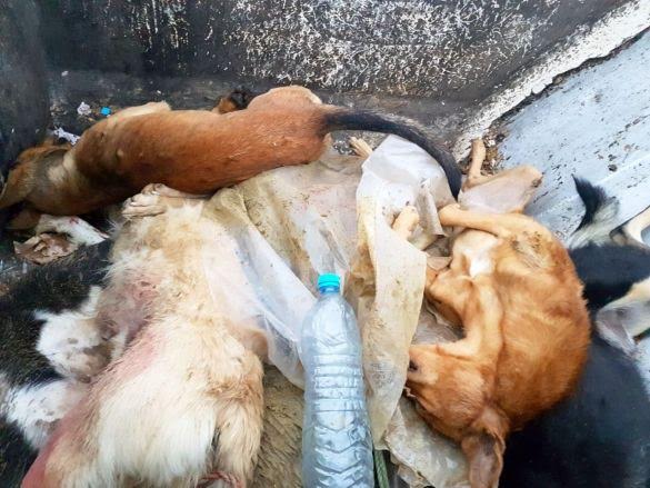 "الإعدام الميداني" للكلاب يثير غضب سكان طنجة