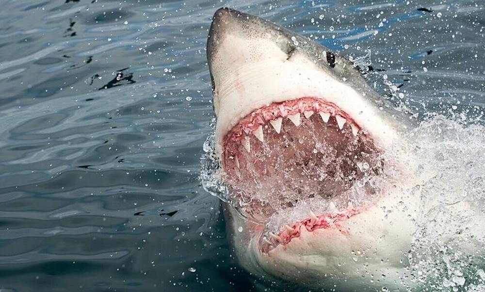 وفاة راكب أمواج في هجوم سمكة قرش في أستراليا