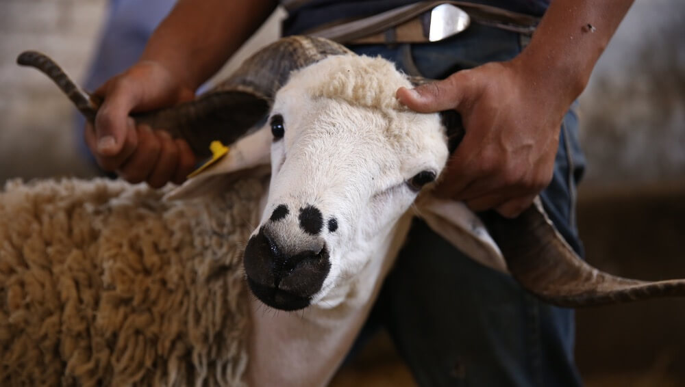 في ظل إعانات مالية "ضعيفة".. مغاربة يتخوفون من ارتفاع أسعار أضحيات العيد