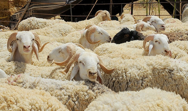 عيد الأضحى.. ترقيم 6 ملايين رأس من الأغنام والماعز