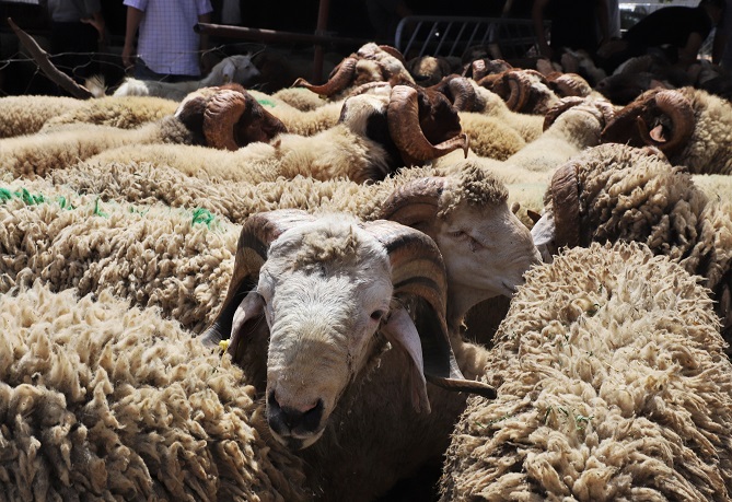  إغلاق سبعة أسواق للماشية عبر تراب المملكة لعدم التزامها بالإجراءات الصحية المطلوبة 