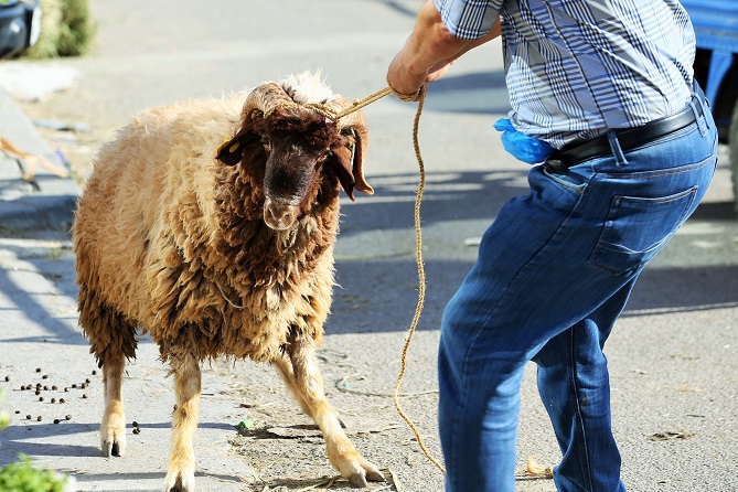  فيروس كورونا.. التضحية بالعيد أم بالخروف؟ 
