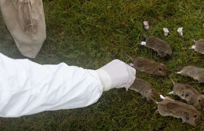 منظمة الصحة العالمية: الطاعون الذي ظهر في الصين لا يمثل خطورة كبيرة