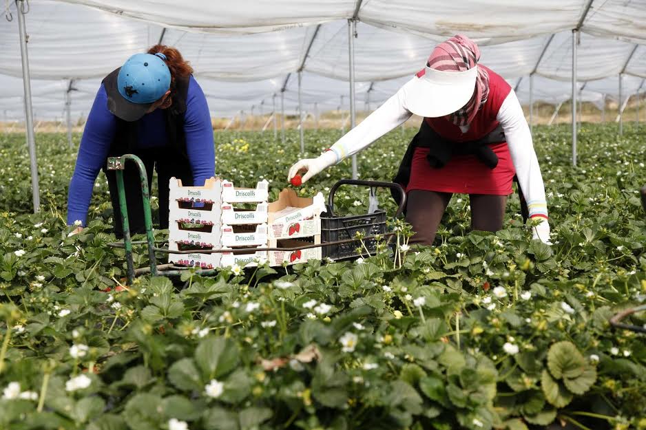 إتحاد إسباني: الحكومة المغربية يجب أن تظهر نوعا من "الإحساس" لعاملات الفراولة