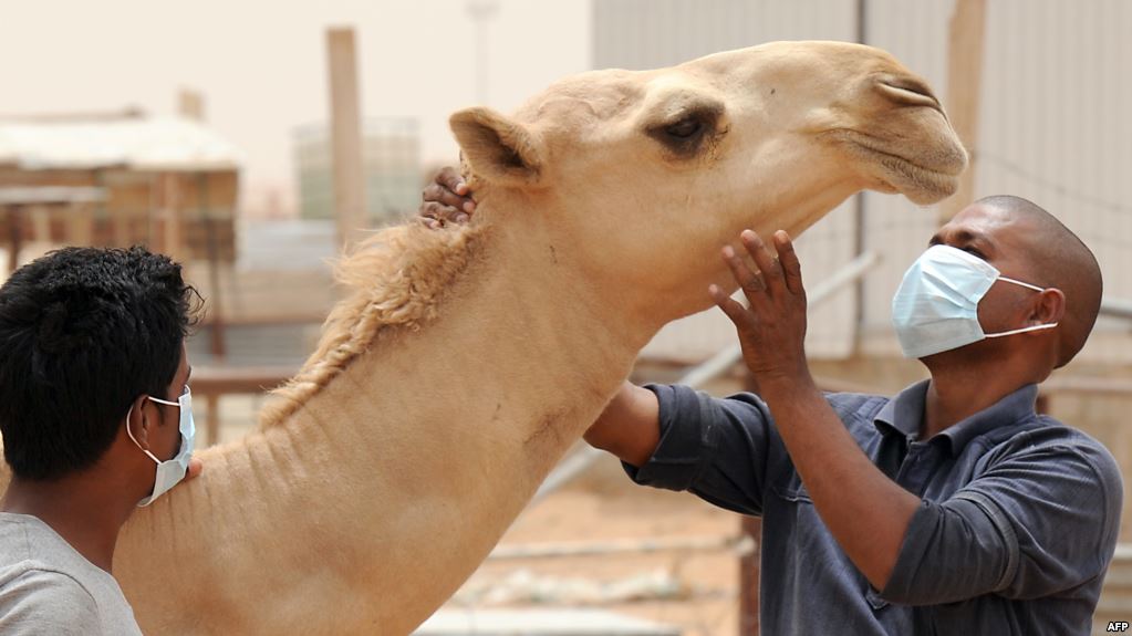  خوفا من تفشي فيروس كورونا الشرق الأوسط.. السعودية تنصح مواطنيها بعدم شرب "بول البعير" 