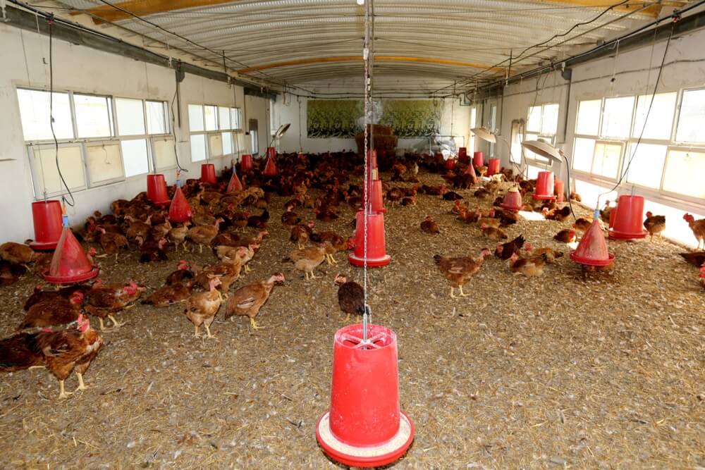 حُرموا من قروض "أوكسيجين" وخسروا 4 مليارات درهم.. مربو الدواجن يعلنون استمرار "تقلب الأسعار"