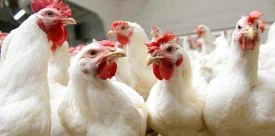 ارتفاع كبير في أسعار لحوم الدواجن.. وجمعية المنتجين: السبب في مستوى العرض