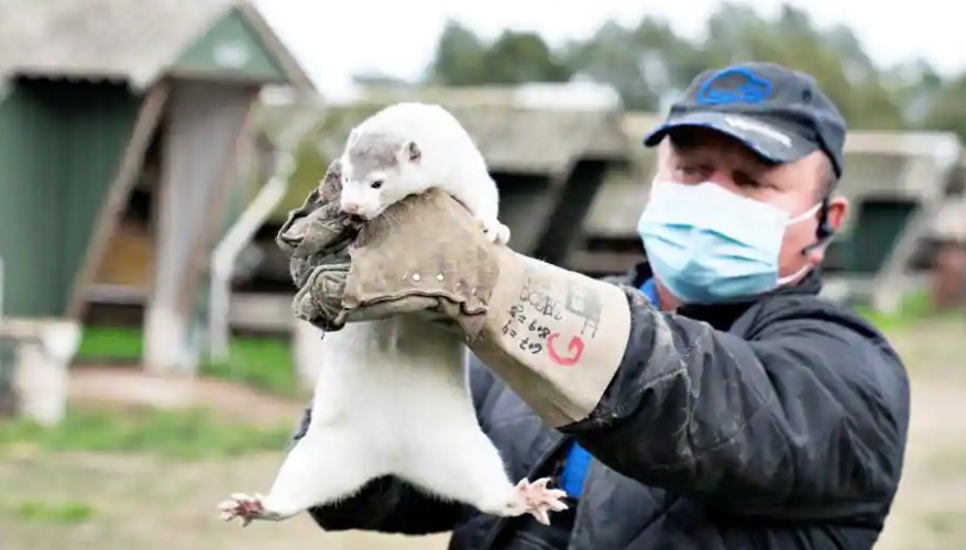 بعد انتقاله من البشر.. فيروس كورونا يقتل 10 آلاف حيوان في أمريكا