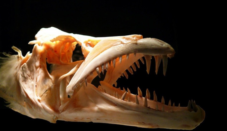 اكتشاف حفري يُعرّي عن "وحش هائل" عاش في المغرب منذ ملايين السنين