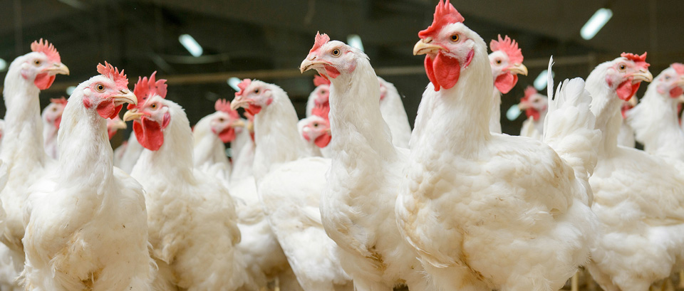 للاستفادة من التحفيزات الضريبية.. قانون المالية لسنة 2021 يُعيد تصنيف تربية الدواجن كنشاط فلاحي