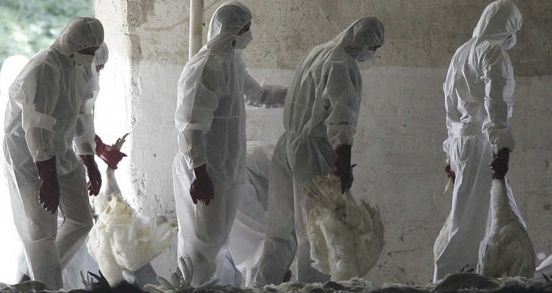  إنفلونزا الطيور يظهر مجددا في مزرعة بريطانية للدجاج الرومي 