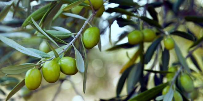 "برنامج المثمر" يرفع مردودية هكتار الزيتون في المغرب