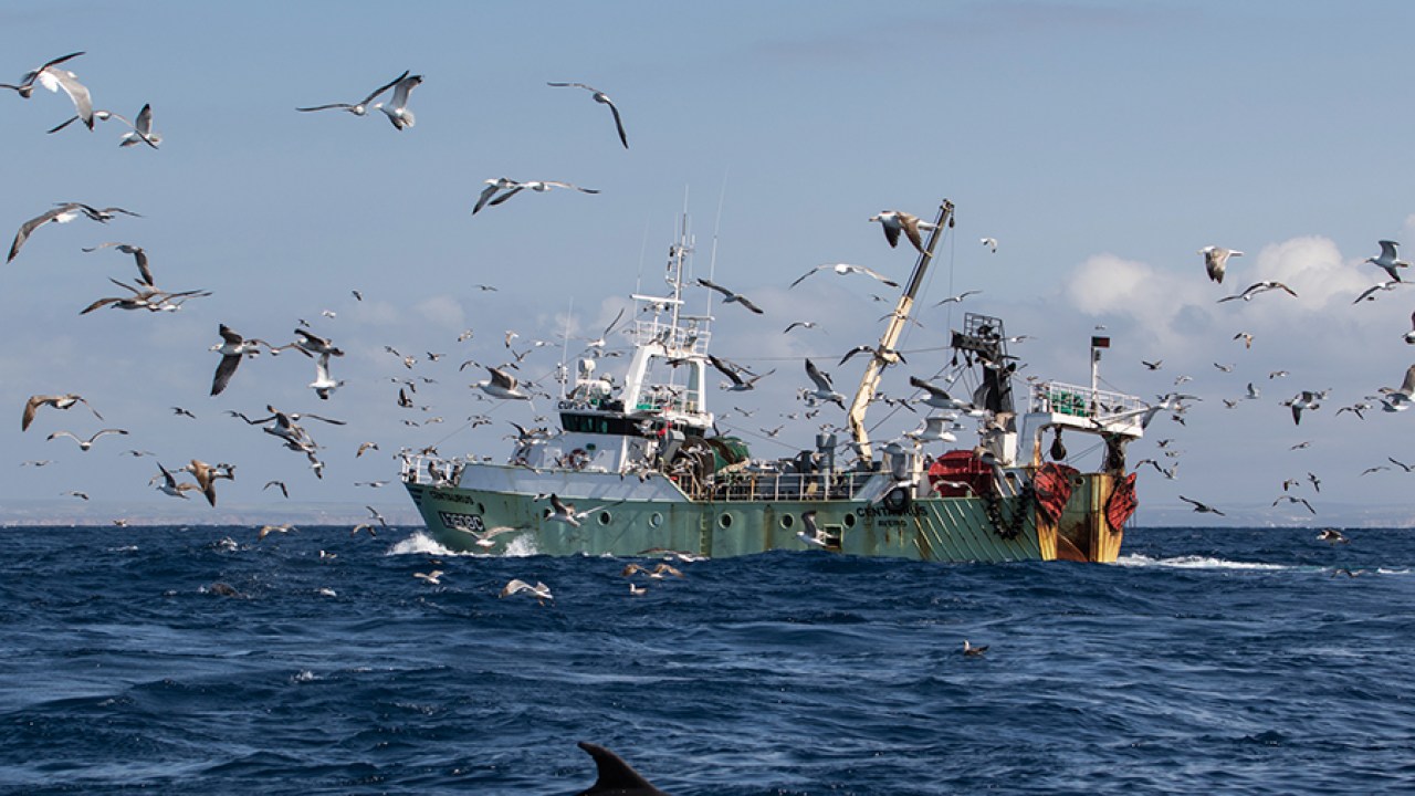 3084 قارب صيد يُفرغ أزيد من 3800 طن من الأخطبوط بجهة الداخلة - وادي الذهب