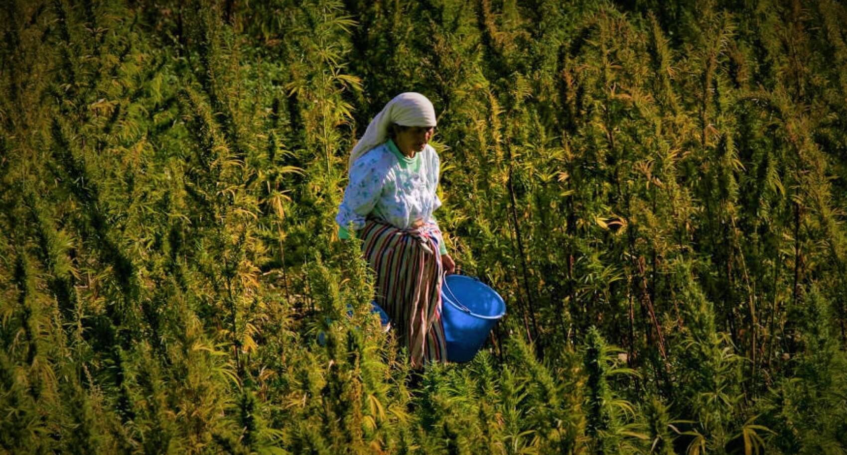  بعد ارتفاع قياسي لألمانيا من واردات "الكيف" في 2020.. المغرب يقرر دراسة استعمالاته المشروعة 