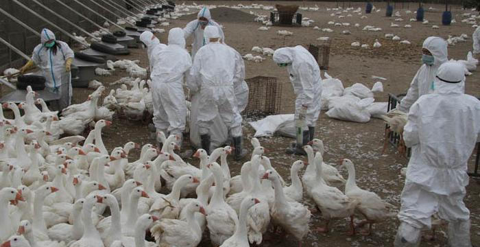 روسيا ترصد أول عدوى بسلالة "H5N8" من إنفلونزا الطيور إلى البشر