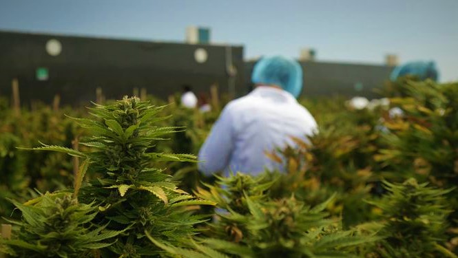  بنعيسى: تقنين زراعة "الكيف" سيعيد كرامة الآلاف من الفلاحين بعد عقود من "الخوف" 