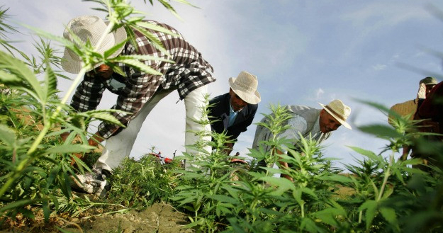  خاص – مشروع قانون زراعة القنب الهندي يحدد 5 أقاليم لممارسة هذا النشاط وهذه هي الشروط 