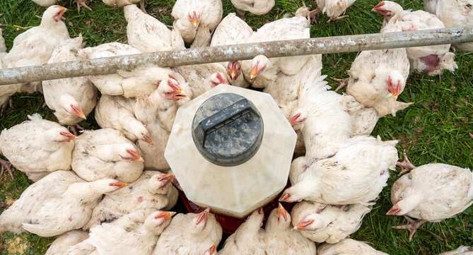 موريتانيا تحظر استيراد الدواجن من الجزائر بسبب إنفلونزا الطيور