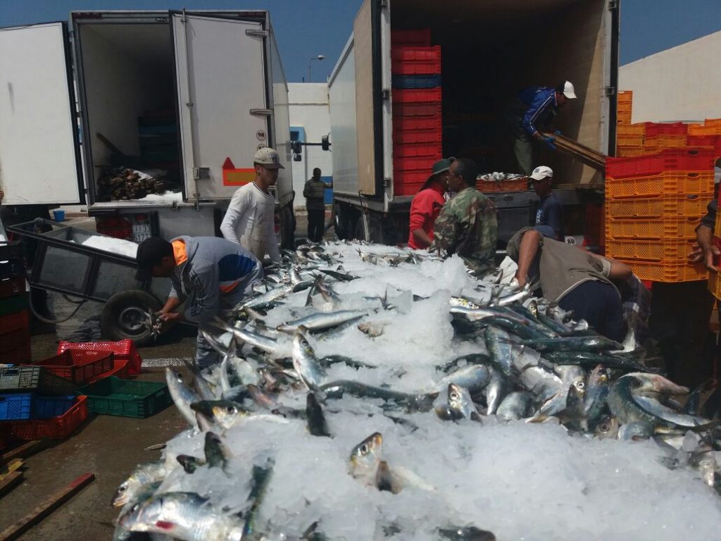 أزيد من 693 مليون درهم قيمة مفرغات الأسماك بميناء سيدي إفني