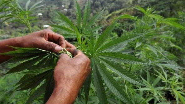 مجلس الحكومة يستكمل دراسة الاستعمالات المشروعة لـ"الكيف" يوم الخميس