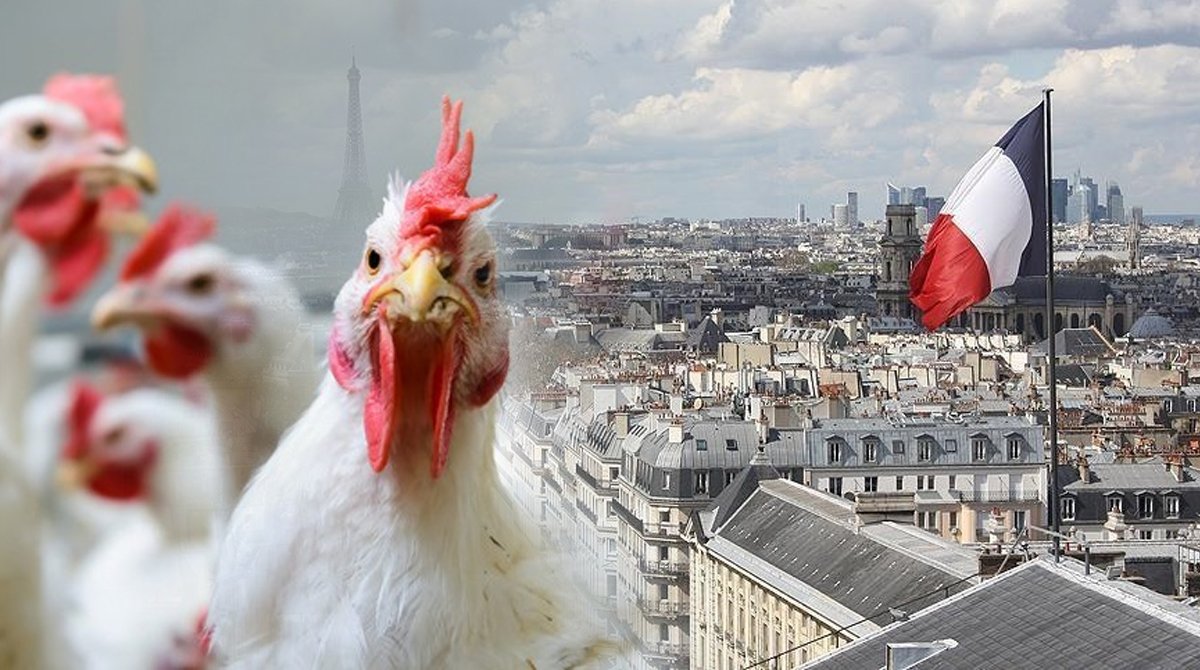 فرنسا تحظر الذبح الحلال للدواجن