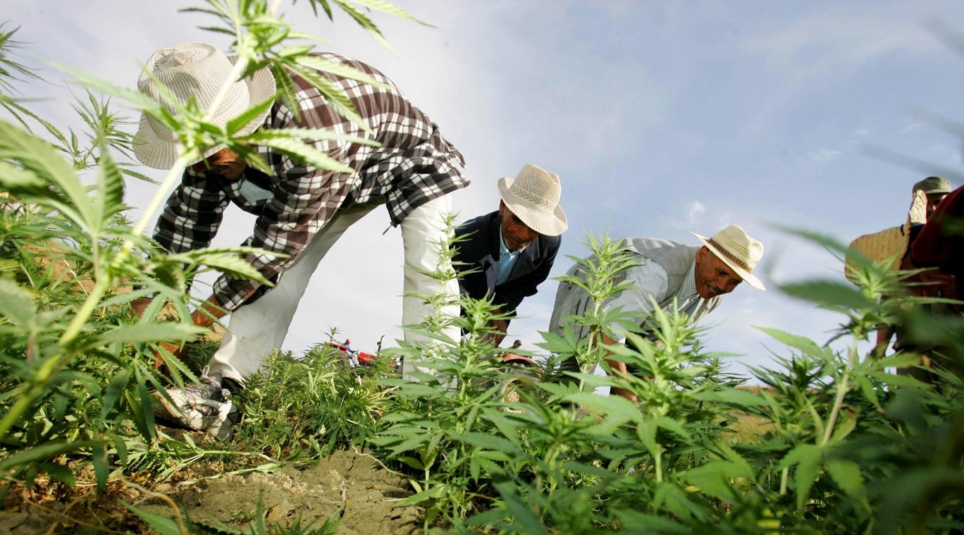  "خردالة" ليست وحدها التي تسللت للمغرب.. هذه قصة بذور الكيف الهجينة المُستنزفة للمياه التي تخيف وزير الداخلية 