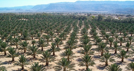  توزيع 2000 فسيلة نخيل من نوع "المجهول" على عدد من الفلاحين بإقليم أسا الزاك 