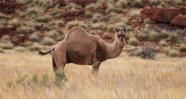  أستراليا تقتل 10.000 جمل لاستهلاكها كميات كبيرة من المياه 