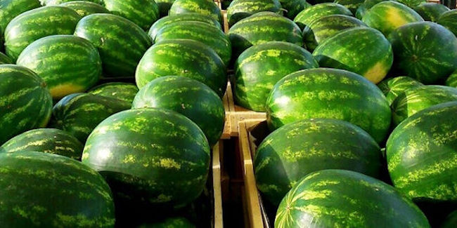 بعد الطماطم.. إسبانيا تتفاجأ من الاكتساح المتصاعد لـ"الدلاح" المغربي في الأسواق الأوروبية