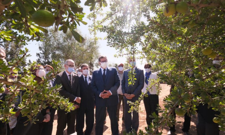 أخنوش: زراعة شجر الأركان ستصل إلى 50 ألف هكتار في أفق 2030