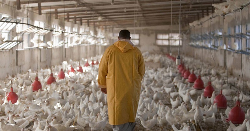 عودة التوازن لأسعار الدواجن يعطي أملا جديدا للمربين بعد خسائرهم خلال فترة الجائحة