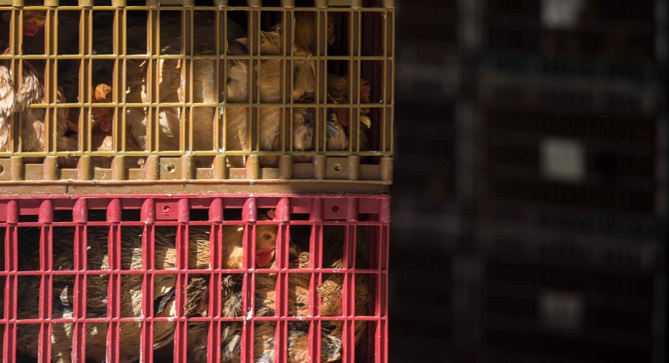 السعودية تحظر استيراد اللحوم والبيض من مناطق فرنسية بسبب إنفلونزا الطيور