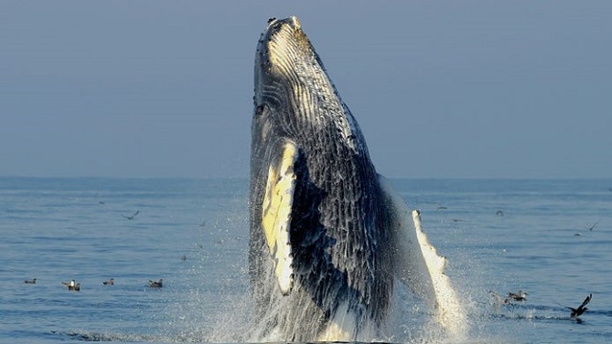 حوت يلفظ صيادا بأعجوبة بعد ابتلاعه لمدة 40 ثانية