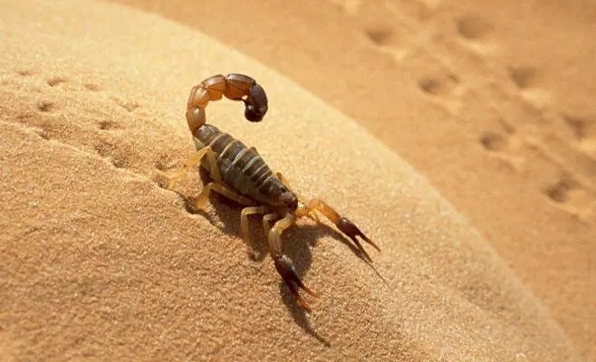 حوالي 1300 حالة وفاة بسبب لسعات العقارب في الجزائر