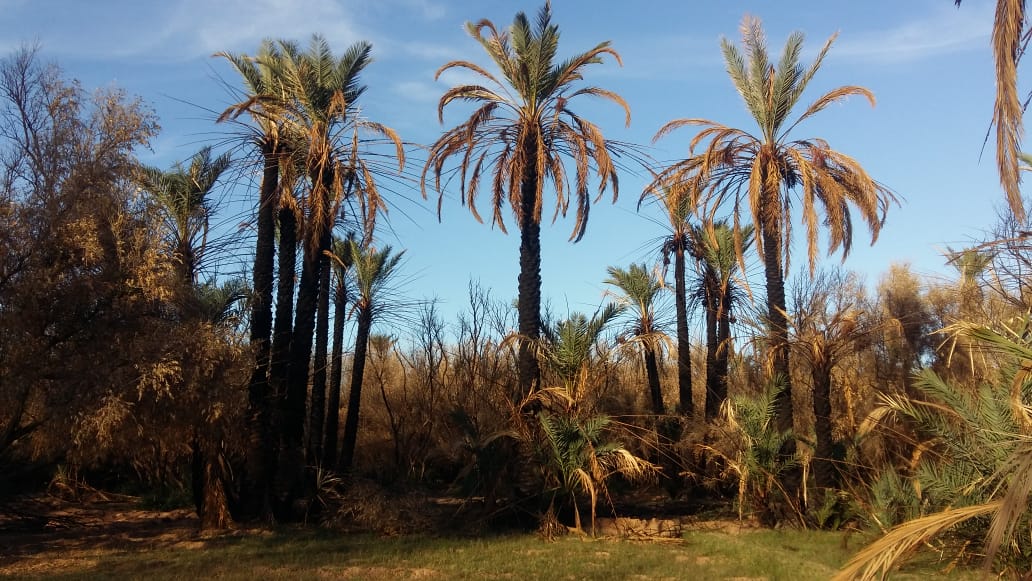 حماية استباقية ضد حرائق الواحات في درعة تافيلالت