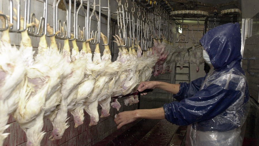 80 في المائة من الدجاج المستهلك في المغرب يُذبح في مجازر غير صحية والدولة تعرض دعما ماليا مقابل تجديدها