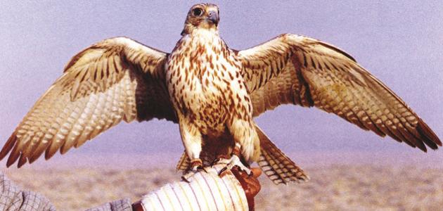  تفكيك شبكة دولية في مراكش للاتجار غير المشروع بالصقور 