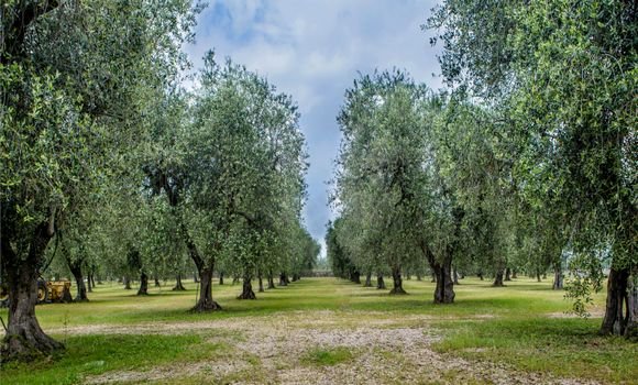 الـــ OCP: ارتفاع مردودية الهكتار بالمنصات التطبيقية لزراعة أشجار الزيتون بـ 30%