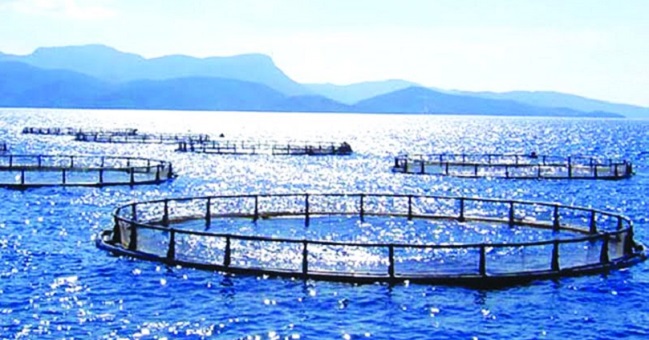  هل يتكرر سيناريو جزيرة ليلى؟.. برلمانيون إسبان يطالبون الحكومة بهدم المزارع السمكية المغربية قرب الجزر الجعفرية 